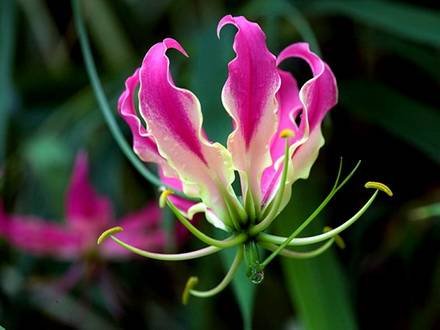 Gloriosa8
