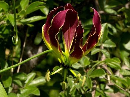 Gloriosa9