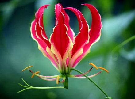 GloriosaCarsonii