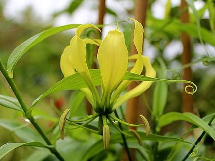 GloriosaLutea