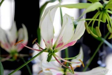 GloriosaMaria