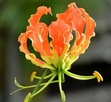 GloriosaOrange