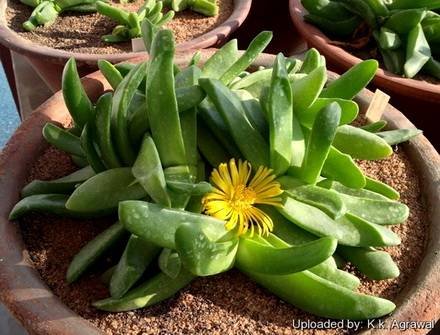 GlottiphyllumCarnosum