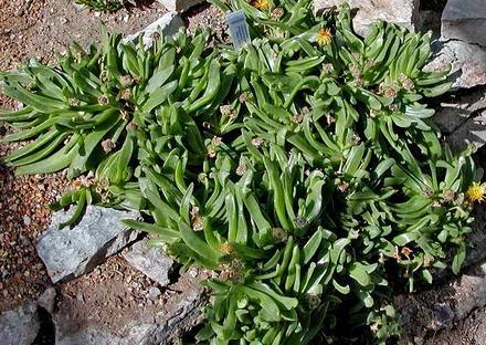 GlottiphyllumCruciatum