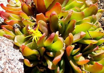 GlottiphyllumDavisii1