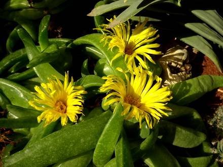 GlottiphyllumFragrans