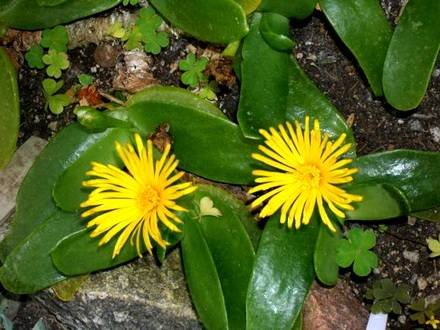 GlottiphyllumLatifolium