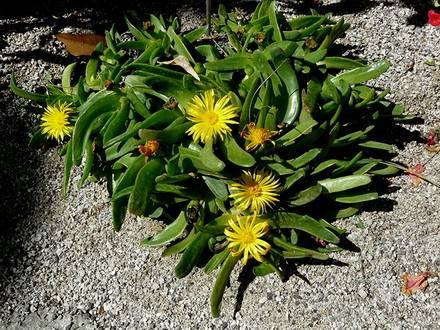 GlottiphyllumLinguiforme
