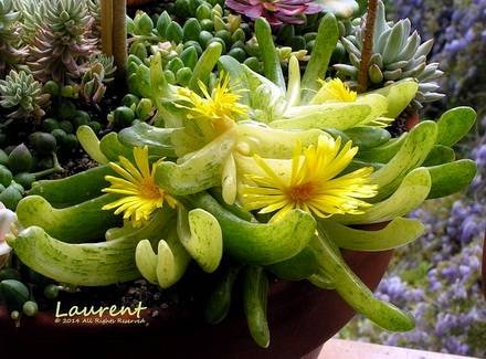 GlottiphyllumLongum