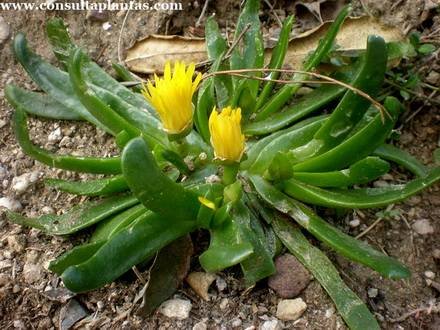 GlottiphyllumLongum2