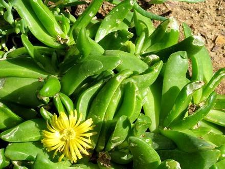 GlottiphyllumNelii