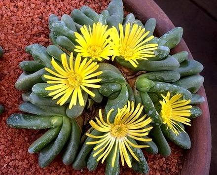 GlottiphyllumOligocarpum1