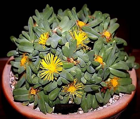 GlottiphyllumOligocarpum2
