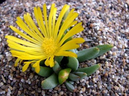 GlottiphyllumParvifolium