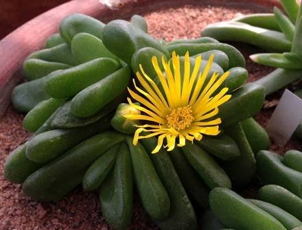 GlottiphyllumPygmaeum