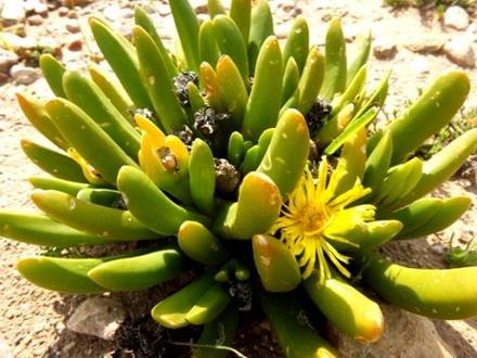 GlottiphyllumRegium
