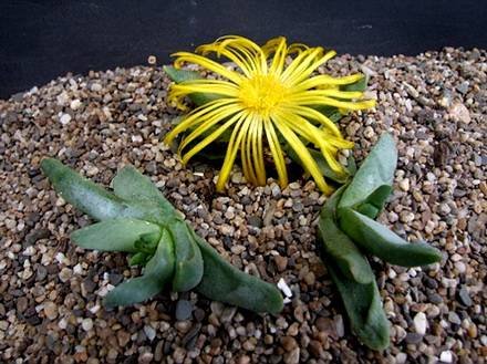 GlottiphyllumSuave