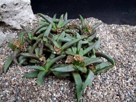 GlottiphyllumSurrectum