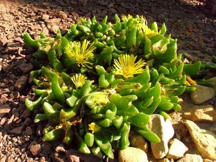 Glottiphyllum_depressum