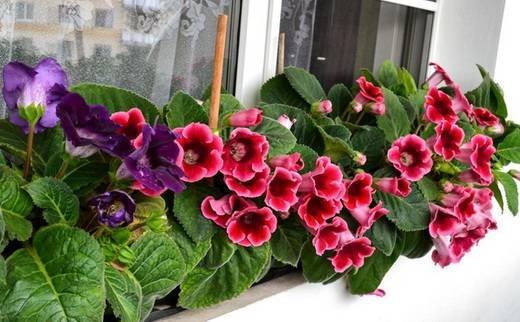 Gloxinia1