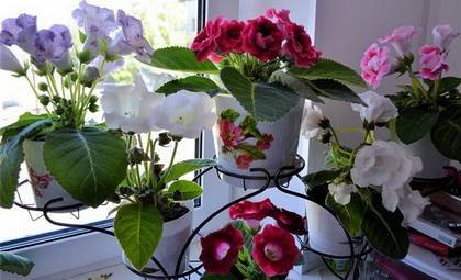 Gloxinia10