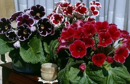 Gloxinia13