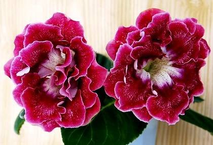 Gloxinia14