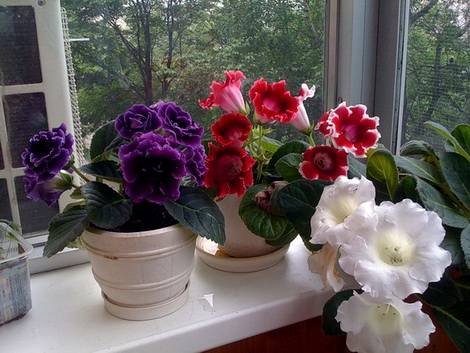 Gloxinia2