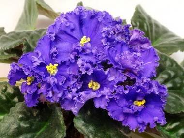 ГлубинныйРиф3