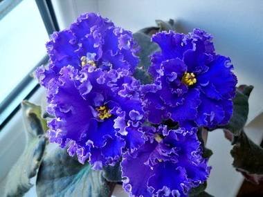 ГлубинныйРиф4