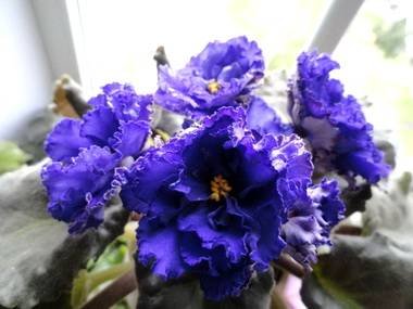 ГлубинныйРиф5