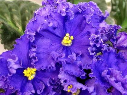 ГлубинныйРиф7