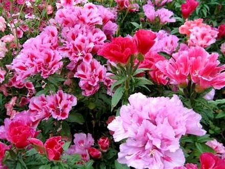 Godetia1
