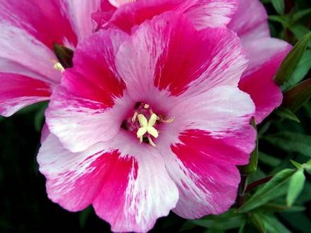 Godetia11