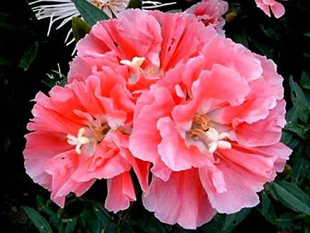 Godetia12