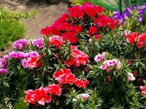 Godetia13