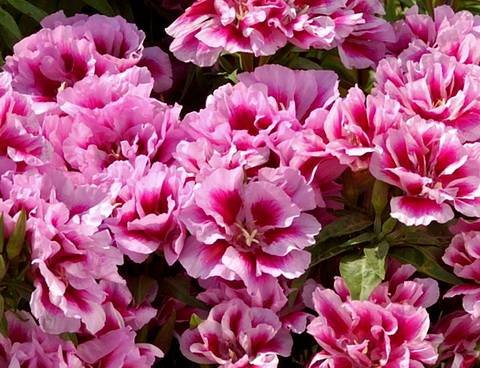 Godetia14