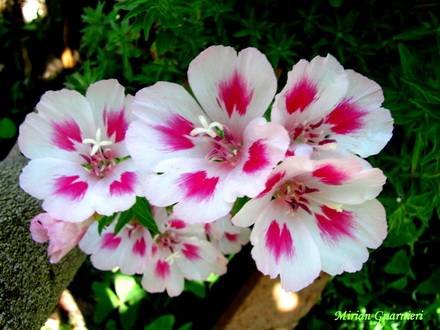 Godetia3