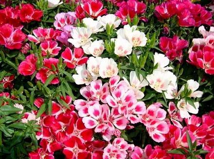 Godetia4