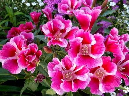 Godetia6
