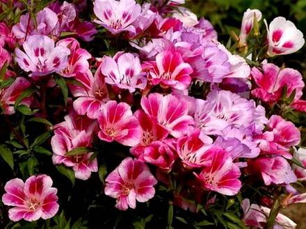 Godetia7