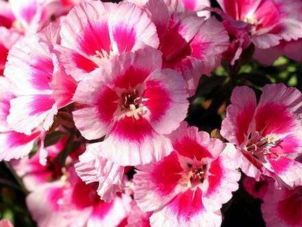 Godetia8