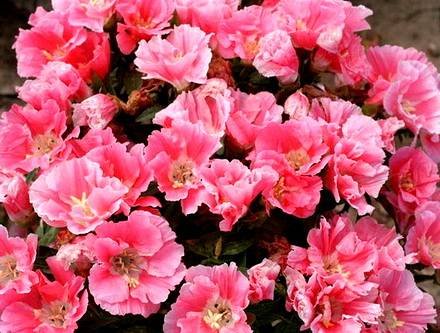 Godetia9