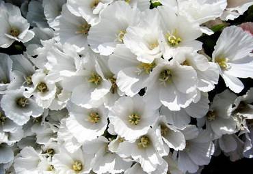 GodetiaCrystalSnowflake