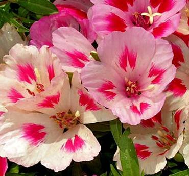 GodetiaMaidenBlush