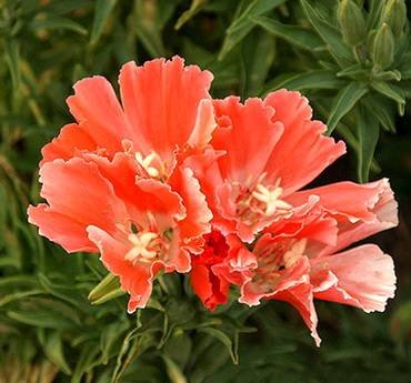 GodetiaOrangeGlory