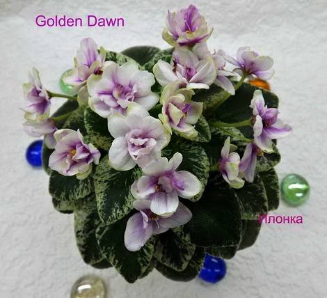 GoldenDawn1