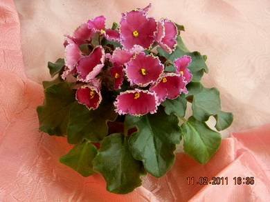 GoldenRubies5