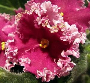 GoldenRubies9