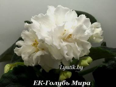 ГолубьМира5